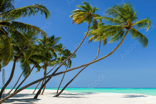 Fototapeta Naklejka Na Ścianę i Meble -  Coconut palm trees on the beach at Lankanfinolhu island, Maldives