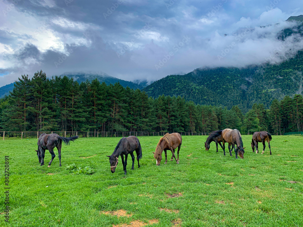 Horses graze on a green meadow against the background of mountains and pine forest