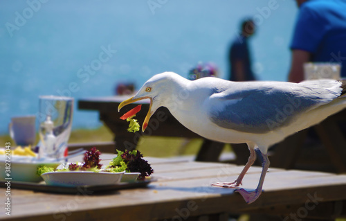 Greedy seagull 