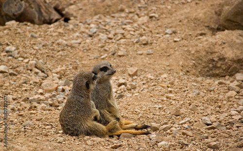 Two meerkats sitting on the ground © Lisa Anastassiu