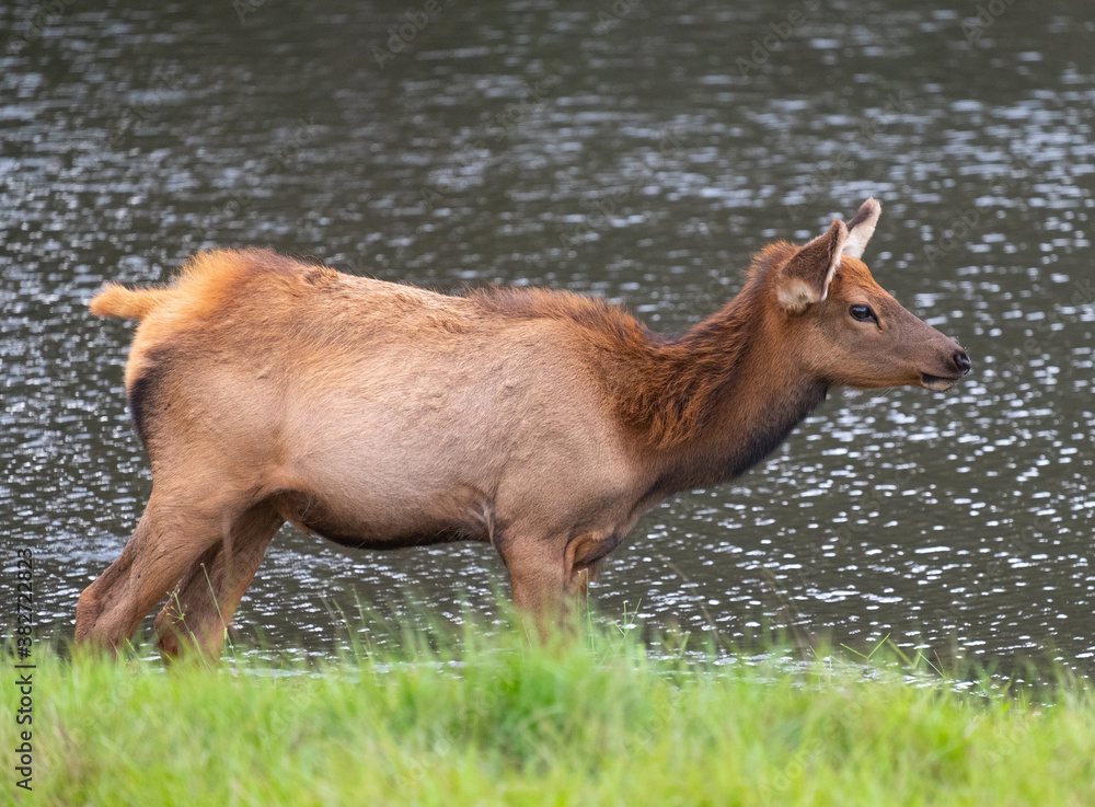 Fototapeta premium Young elk walking along the lakeside