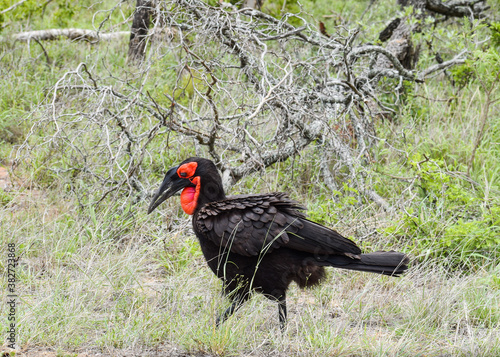 A Southern Ground Hornbill (Bucorvus leadbeateri) walking on the grass in Kruger National Park, South Africa.