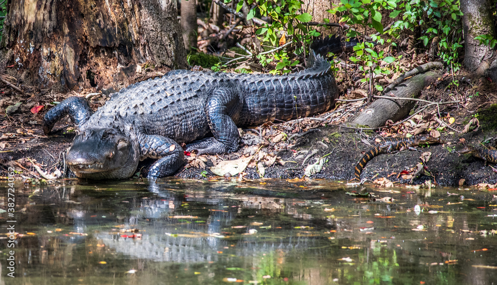 Alligator on the Canal Alligator on the Canal