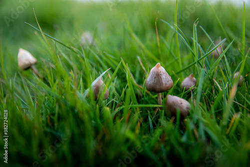 liberty caps also known as magic mushrooms growing in the wild