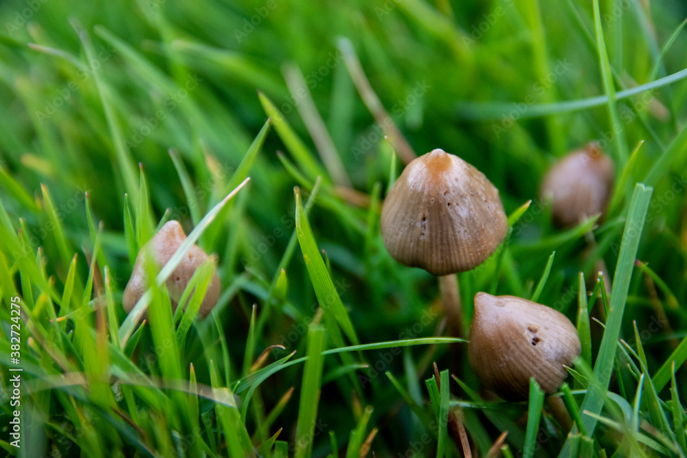 liberty caps also known as magic mushrooms growing in the wild liberty caps also known as magic mushrooms growing in the wild