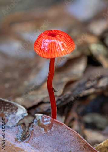 Mycena viscidocruenta (common name, Ruby Bonnet) - approx 15mm dia - Copeland Tops rainforest, NSW, Australia photo