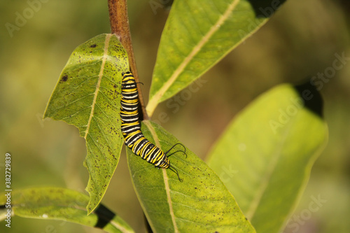 Monarch Caterpillar © Deborah