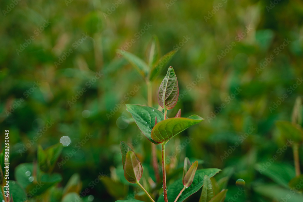 Close up of a plant in the countryside Close up of a plant in the countryside