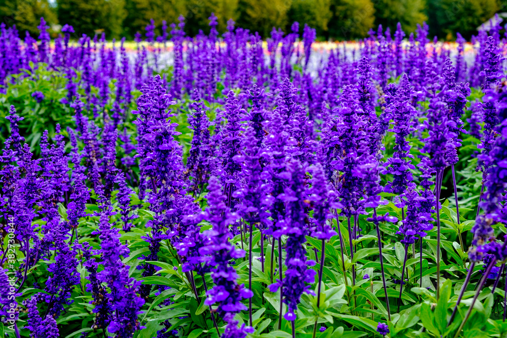 Obraz premium 北海道の花畑
