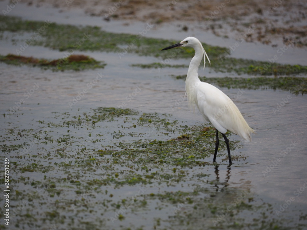 Egret Egret