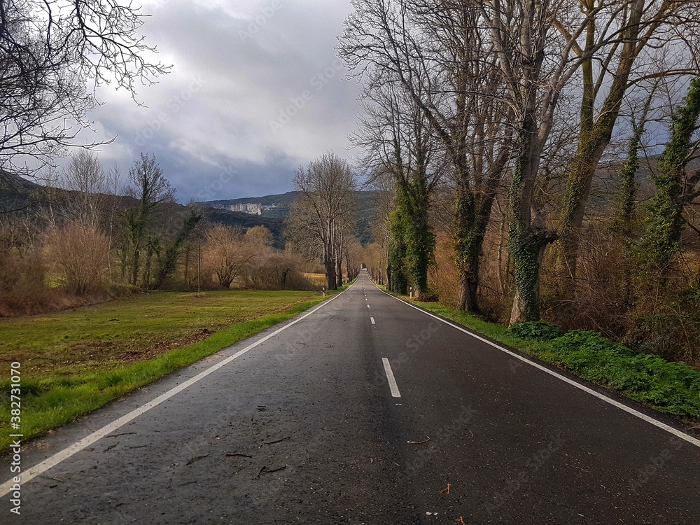 Fototapeta premium road in the forest