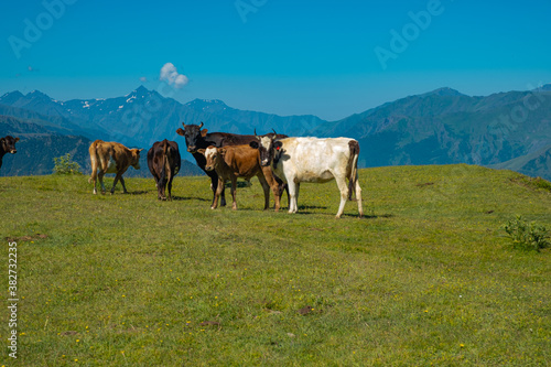 Cows grazing on Alpine meadows on the background of a mountainous landscape. On a Sunny summer day. The concept of eco-friendly products 