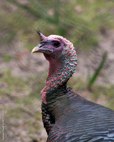 Wild turkey stock photos. Wild turkey head close up with a blur background enjoying its environment and surrounding displaying multi colour head, beak, eyes. Image. Picture. Portrait.