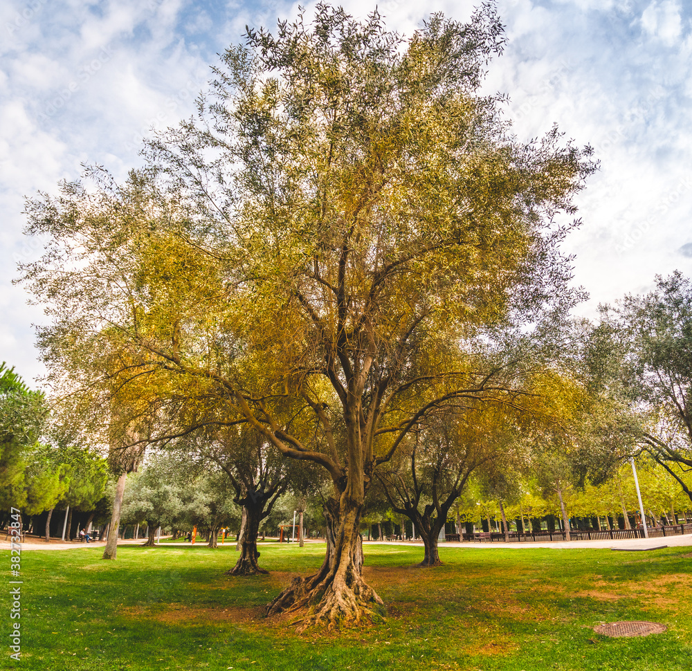 Olive tree in a park on a cloudy autumn day.