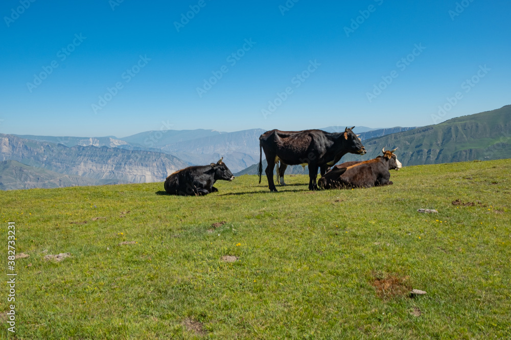 Obraz premium Cows grazing on Alpine meadows on the background of a mountainous landscape. On a Sunny summer day. The concept of eco-friendly products 
