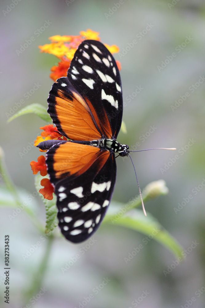 Obraz premium Butterfly