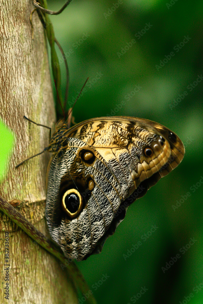wild colorful exotic butterfly on green leaf and blurred background in the jungle
wild colorful exotic butterfly on green leaf and blurred background in the jungle