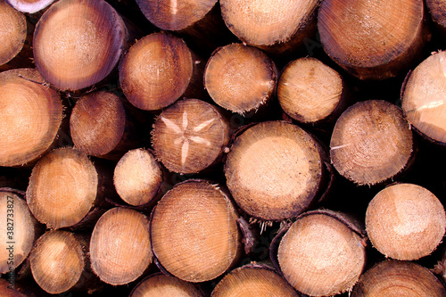 Cut surface of felled trees  which are stacked on top of each other  closeup  background 