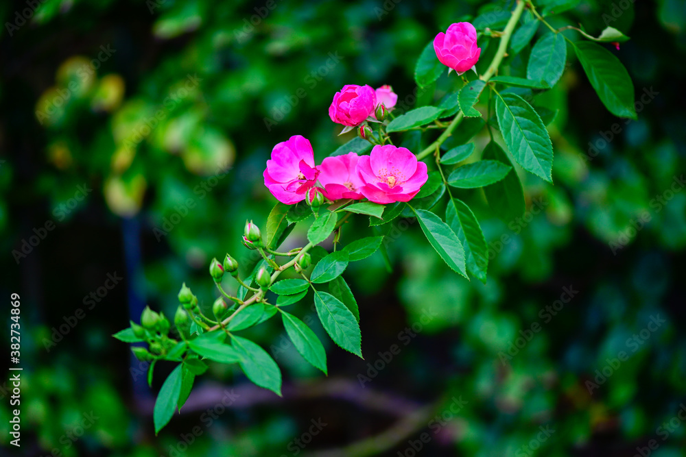 花 花