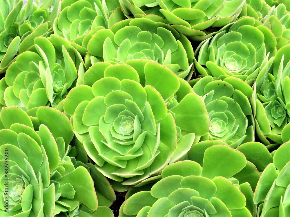 Obraz premium close up of green succulent leaves