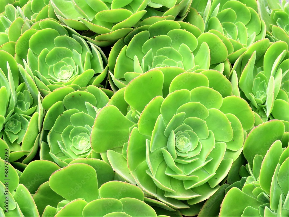 Fototapeta premium succulents in the garden