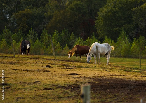 This idyllic image shows a group of beautiful horses grazing in a large, peaceful green field.