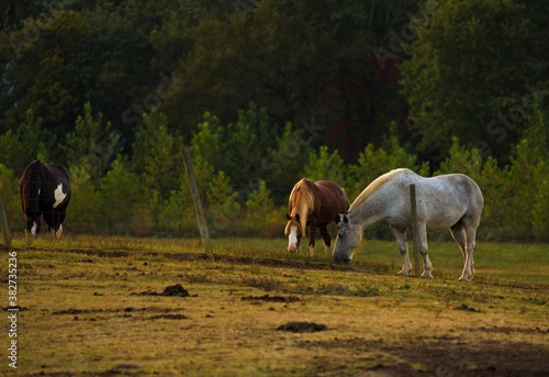 This scenic image shows a group of horses roaming together in a remote rural landscape. © Gypsy Picture Show