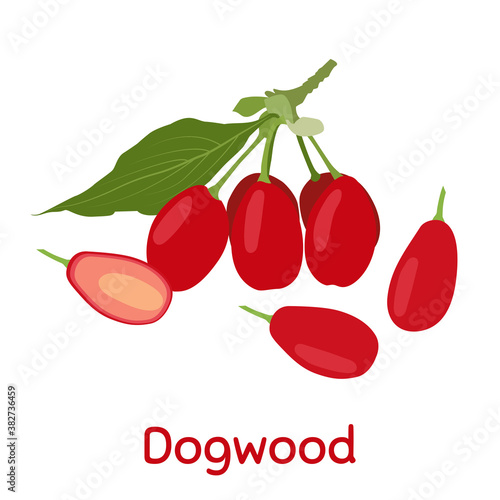 Dogwood berry. Fresh and healthy food.
