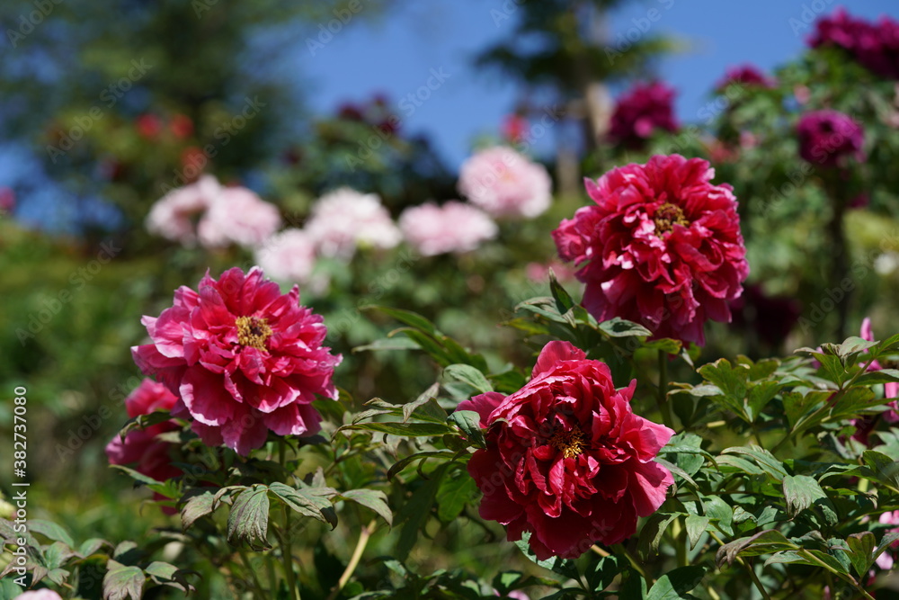 Light Red Flower of Peony in Full Bloom
Light Red Flower of Peony in Full Bloom