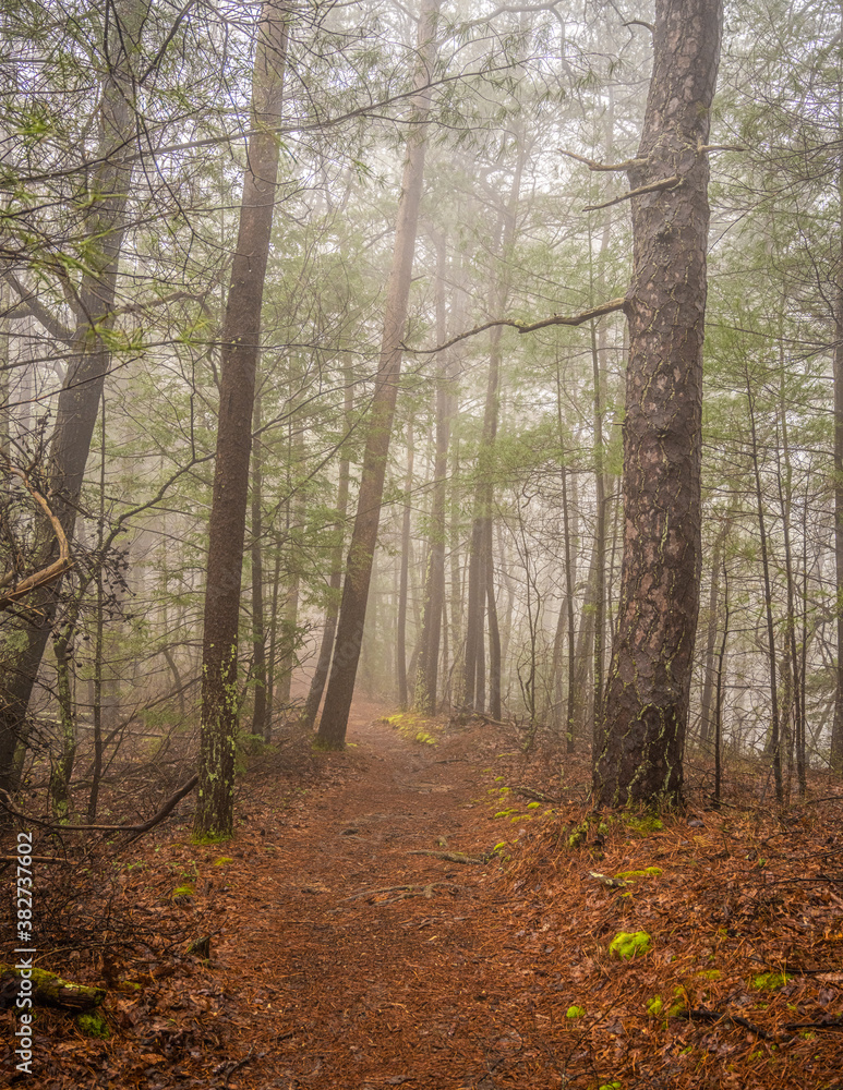 Obraz premium Fog Covers Pine Straw Traiil