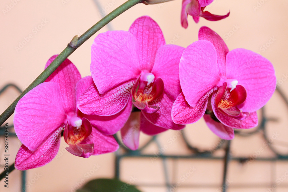 Obraz premium pink orchid