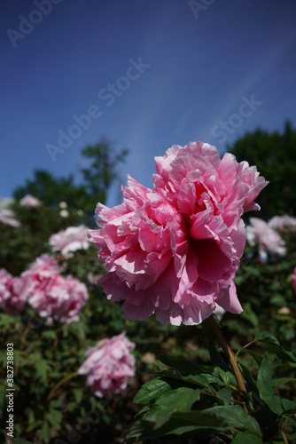 Light Pink Flower of Peony in Full Bloom 