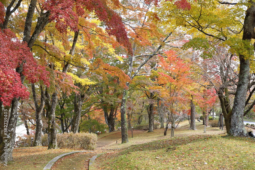Naklejka premium 山中湖の紅葉風景