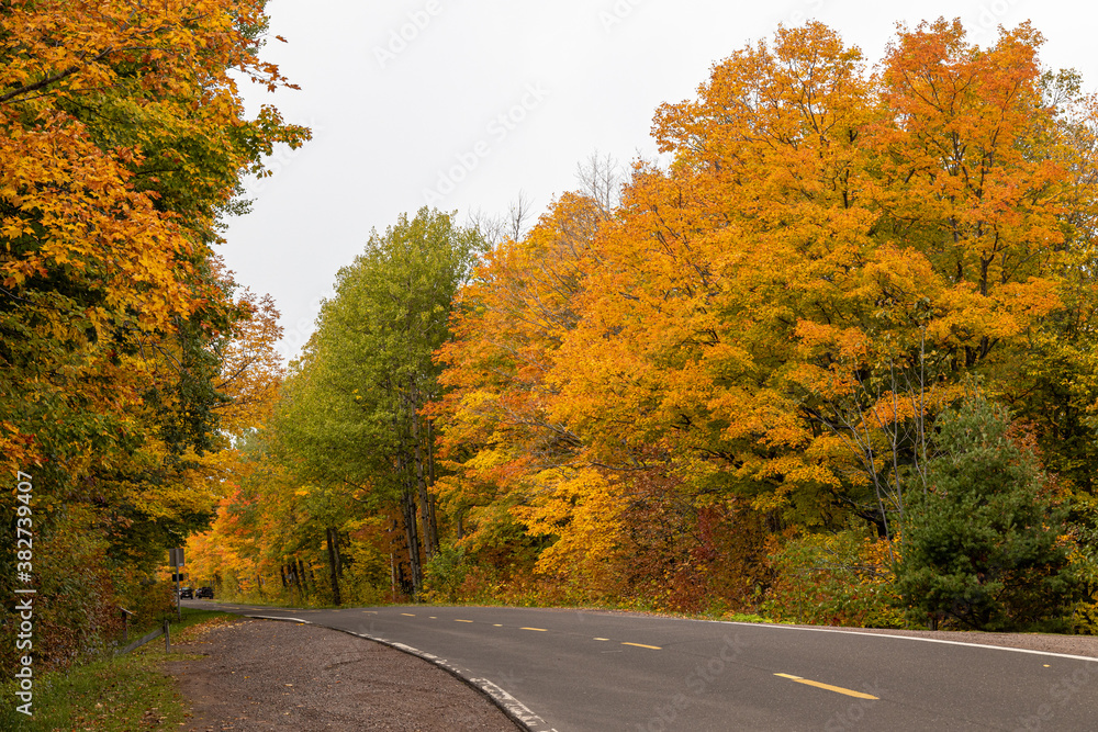 Fall foliage along the road