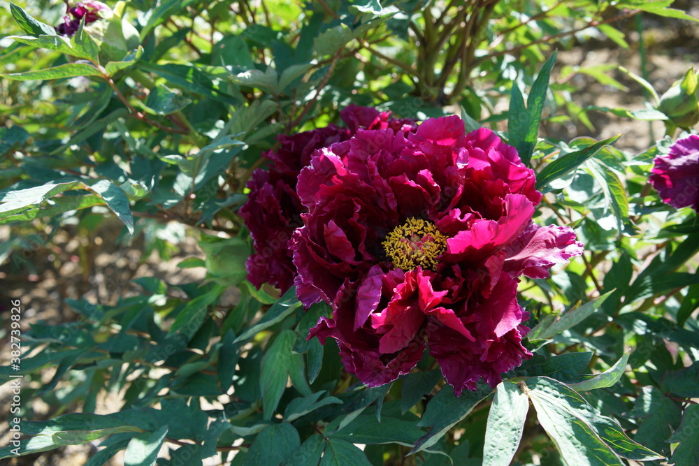 Fototapeta premium Red Flower of Peony in Full Bloom 