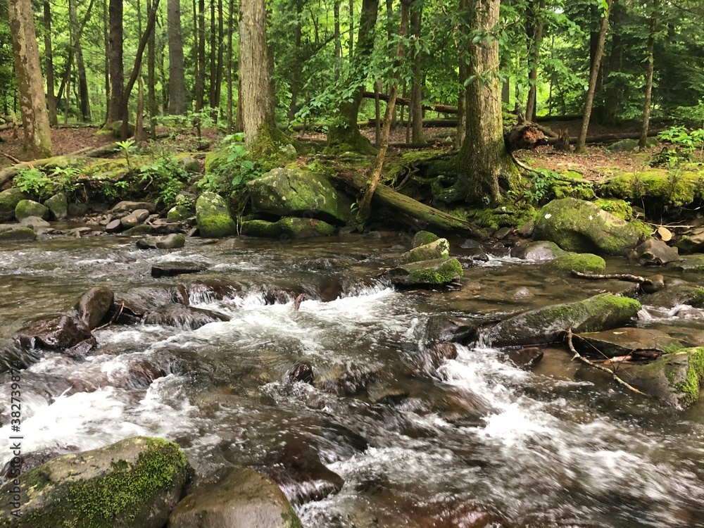 Obraz premium stream in the forest