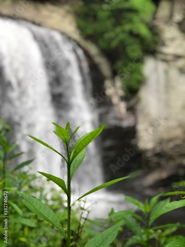 waterfall in the forest