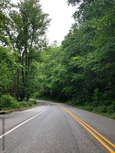 road in the woods
