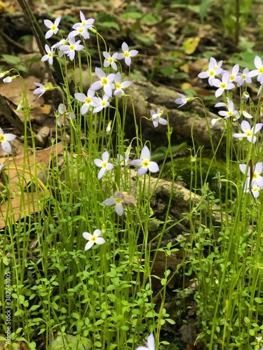 flowers in the forest