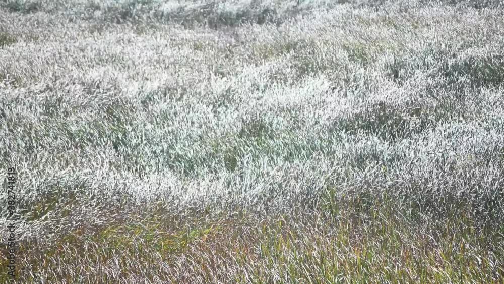 Wind blowing across a open field of cattail reeds like waves Wind blowing across a open field of cattail reeds like waves