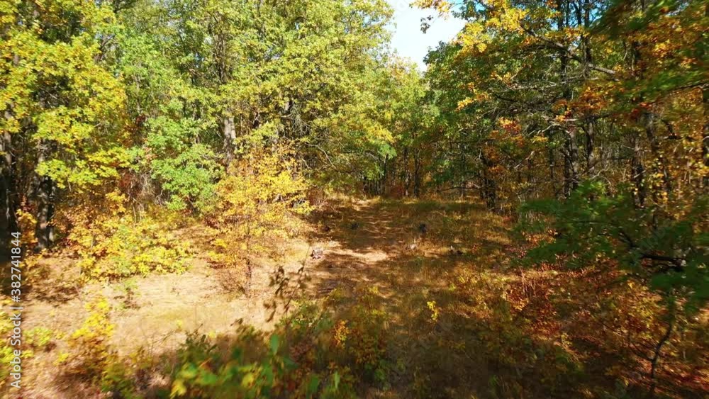 Moving camera between oaks with colorful autumn leaves in an oak forest during autumn leaf fall Moving camera between oaks with colorful autumn leaves in an oak forest during autumn leaf fall