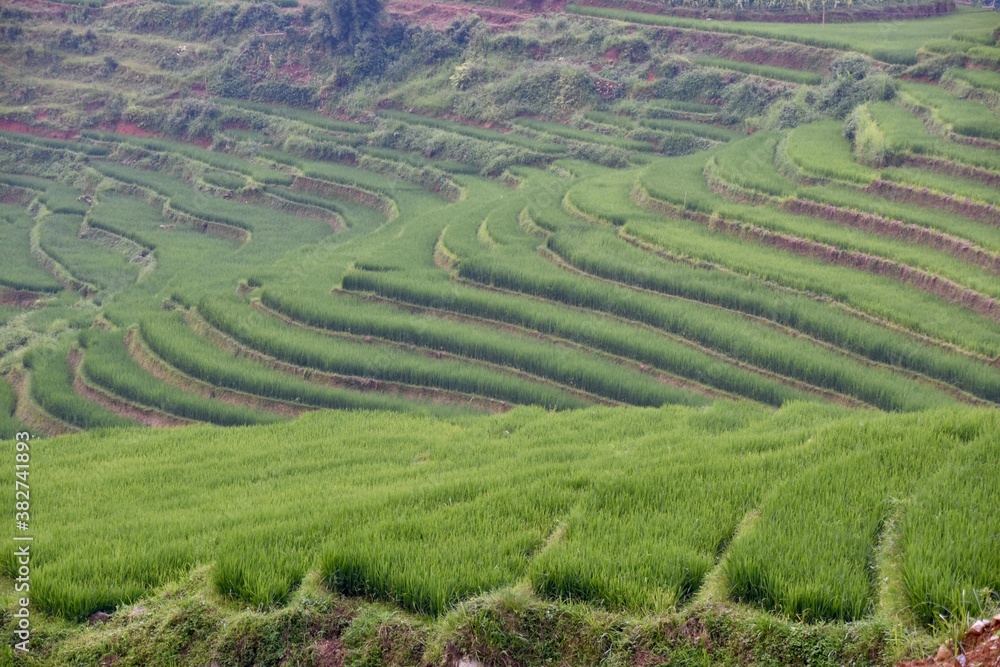 Rice Paddy Terraces at Multiple Depths, Sa Pa, Vietnam