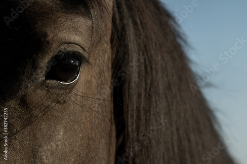 Fragment of a horse's muzzle with an image of an eye and mane. Selective focus.