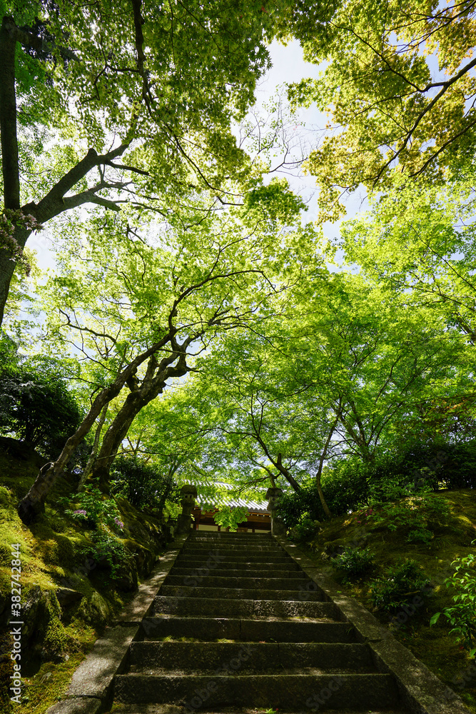 Obraz premium 初夏を迎えた常寂光寺の境内風景