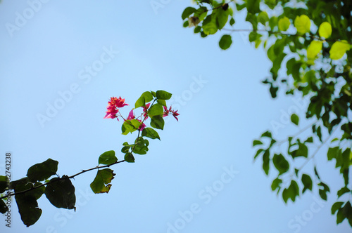 Red Bougainvillea against sky photo