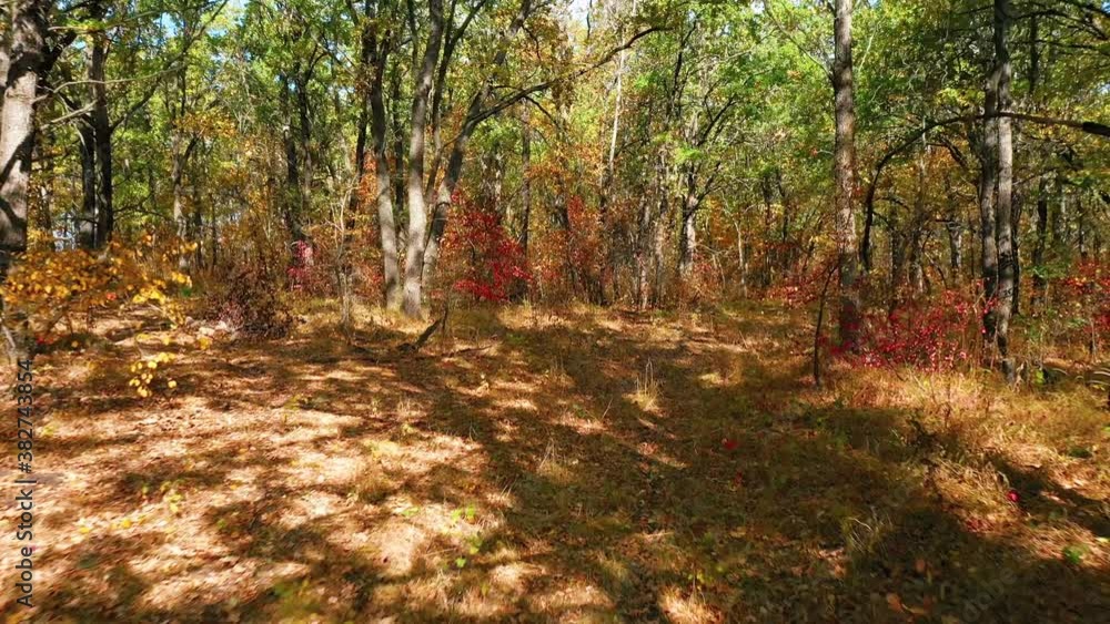 Moving camera between oaks with colorful autumn leaves in an oak forest during autumn leaf fall Moving camera between oaks with colorful autumn leaves in an oak forest during autumn leaf fall