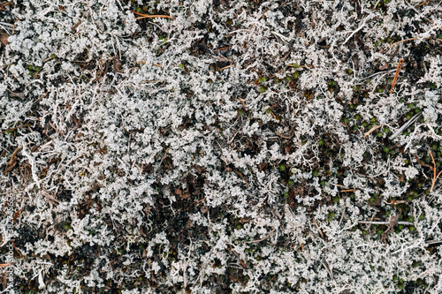 Abstract gray moss forest background. Natural pattern photo