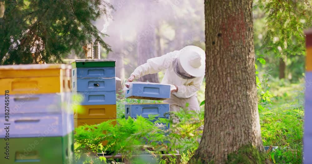 Apiary in the middle of the forest. First plan: slightly out of focus ...