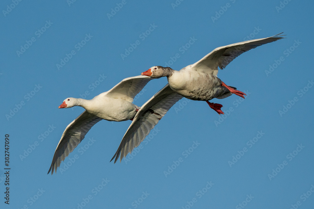 Obraz premium Flying Graylag Goose Anser anser Costa Ballena Cadiz