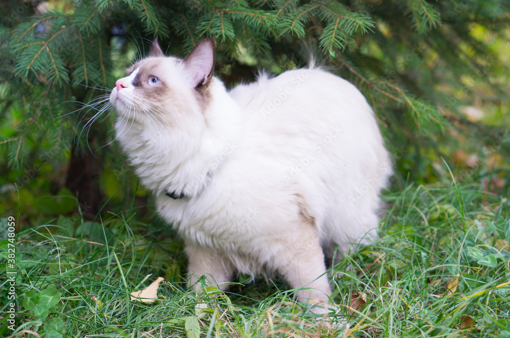 Cat walks in the grass Cat walks in the grass